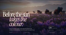 Crocus Fields — The Saffron Count — Code-Driven Visualization (FABLE/175, room 97)