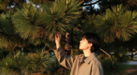 The Pine Trees That Would Not Leave Me